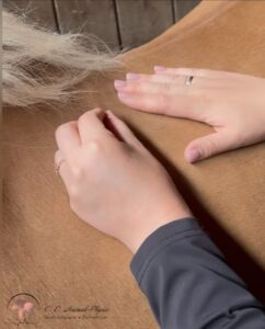 Dry Needling für Pferde 